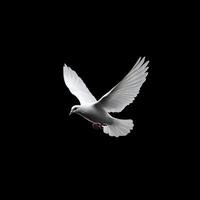 A White Dove Soaring with Outstretched Wings Against a Stark Black Background photo