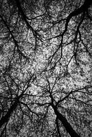 Tall Tree Branches Intertwining Against a Bright Sky in Monochrome photo