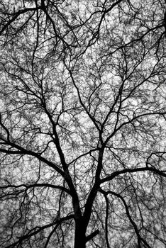 Intricate Bare Branches Against a Pale Sky in Monochrome photo