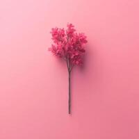 Minimalist Pink Flowering Tree Branch Isolated on Plain Pink Backdrop photo