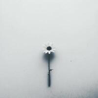 Minimalist Black and White Photo of a Single Daisy Flower on Plain Surface