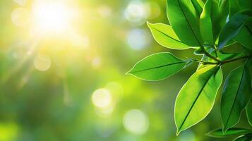 Soft Focus Green Foliage Background with Light Bokeh Effects for Natural and Serene Scenes photo