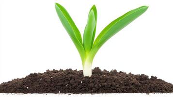 Close-up of a Young Plant Stem Emerging from the Ground in the Life Cycle of Plant Growth photo