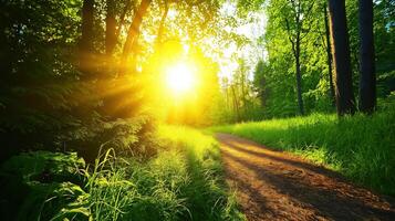 Serene Nature Trail in a Misty Forest at Sunrise with Soft Sunlight Glowing Through the Trees photo