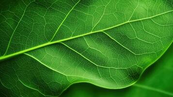 Detailed Close-Up of Natural Leaf with Highlighted Veins and Neon Green Tones for Scientific Aesthetic photo