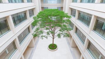 Serene Indoor Courtyard with Central Tree Surrounded by Modern Architecture and Natural Light photo