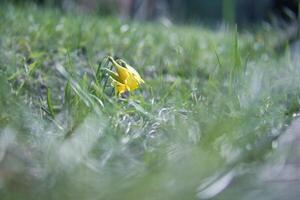 Single daffodils in a meadow with a dreamy, blurred foreground. Easter time photo