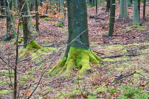 Tree trunk with moss-covered roots in the forest. Nature, moisture and growth photo