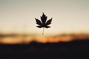 Silhouette of Single Maple Leaf Falling at Sunset Autumnal Nature Scene photo