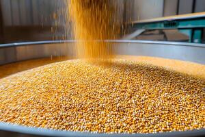 High Angle Close Up of Golden Corn Kernels Pouring into a Large Metal Bin During Harvest photo