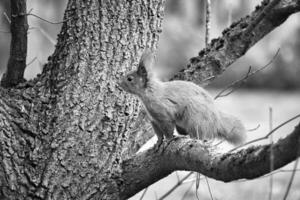 Red squirrel with bushy tail on a branch of a tree. Spring like nature. photo