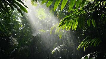 Rainforest rainforest rainforest rainforest rainforest rainforest rainforest rainforest rainforest rain photo
