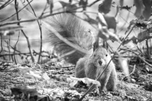 Red squirrel with bushy tail sitting in the bushes. Spring-like nature mood photo