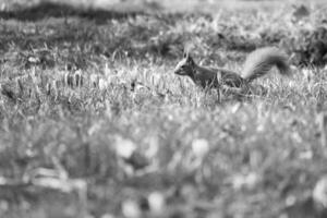 Red squirrel with bushy tail in the sunlight on a green meadow with crocus. photo