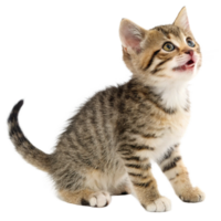 Adorable Tabby Kitten Looking Upward with Open Mouth png