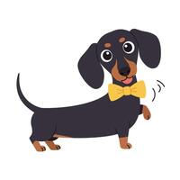 Charming black and tan dachshund with a cheerful expression in flat art vector