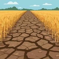 Dry cracked earth pathway through golden wheat fields in flat art vector