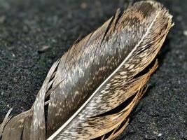 A macro shot of a brown feather with delicate details, intricate texture, and natural patterns resting on a dark rough surface photo