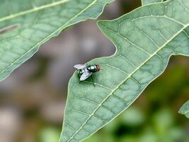 Close-up of a Green Bottle Fly Resting on a Papaya Leaf photo