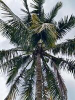 Tall Coconut Palm Tree with Lush Green Leaves Against Cloudy Sky photo
