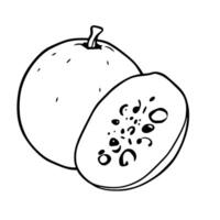 Line Art Illustration Of A Whole And Halved Chayote vector