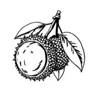 Of A Single Durian Fruit With Leaves vector