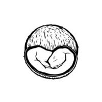 Hand-Drawn Illustration Of A Cracked Open Coconut Showing The Inside vector