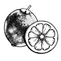A Detailed Line Drawing Of A Whole Lime And A Sliced Lime Segment vector