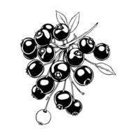 A Cluster Of Ripe Black Berries On A Branch With Leaves vector