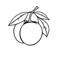 Line Art Drawing Of Two Plums With Leaves On Branch vector