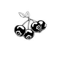 Cluster Of Ripe Black Berries With Leaves Simple Line Art Illustration vector