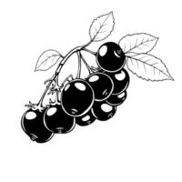 Black And White Illustration Of A Cluster Of Ripe Aronia Berries On A Branch With Leaves vector