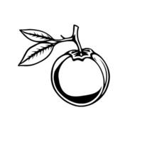 Simple Line Drawing Of A Single Persimmon Fruit With Leaves vector