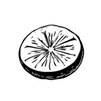 A Detailed Illustration Of A Lime Slice Showing Its Segments And Texture vector