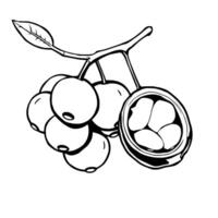 Cluster Of Berries And A Single Opened Nut On A Branch vector