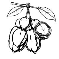A Detailed Line Drawing Of A Cluster Of Acai Berries Hanging From A Branch With Leaves vector