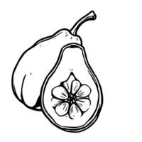 A Line Drawing Of A Pear Halved Revealing A Flower Inside vector