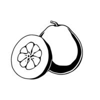 A Simple Line Drawing Of A Halved And Whole Pomelo Fruit vector