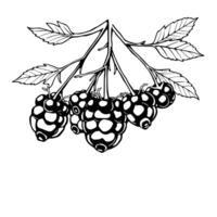 Cluster Of Blackberries Hanging From Branch With Leaves vector