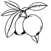 Line Art Drawing Of Two Apples On A Branch With Leaves vector