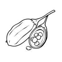 Line Drawing Of A Cardamom Pod Open Showing Seeds vector