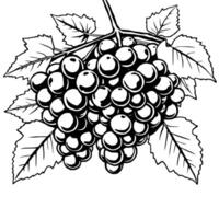 Lush Bunch Of Grapes Hanging From Vine With Leaves vector