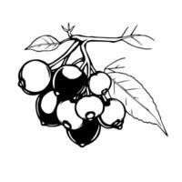 Cluster Of Dark Berries Hanging From Branch With Leaf vector