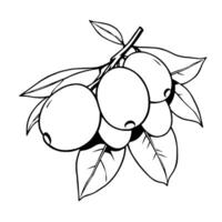 Line Drawing Of Ripe Berries On A Branch With Leaves vector