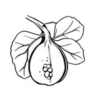 Line Art Illustration Of A Fig Fruit With Leaves vector