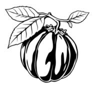 Stylized Black And White Illustration Of A Single Fruit On Branch With Leaves vector