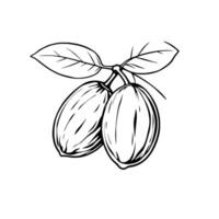 Line Drawing Of Two Oval Fruits On Branch With Leaves vector