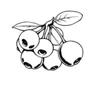 Cluster Of Dark Berries With Leaf Line Art Illustration vector