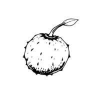 Detailed Line Drawing Of A Single Horse Chestnut Fruit With Leaf vector