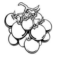 A Cluster Of Ripe Tomatoes On The Vine A Detailed Line Drawing vector